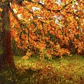 Shady Oak